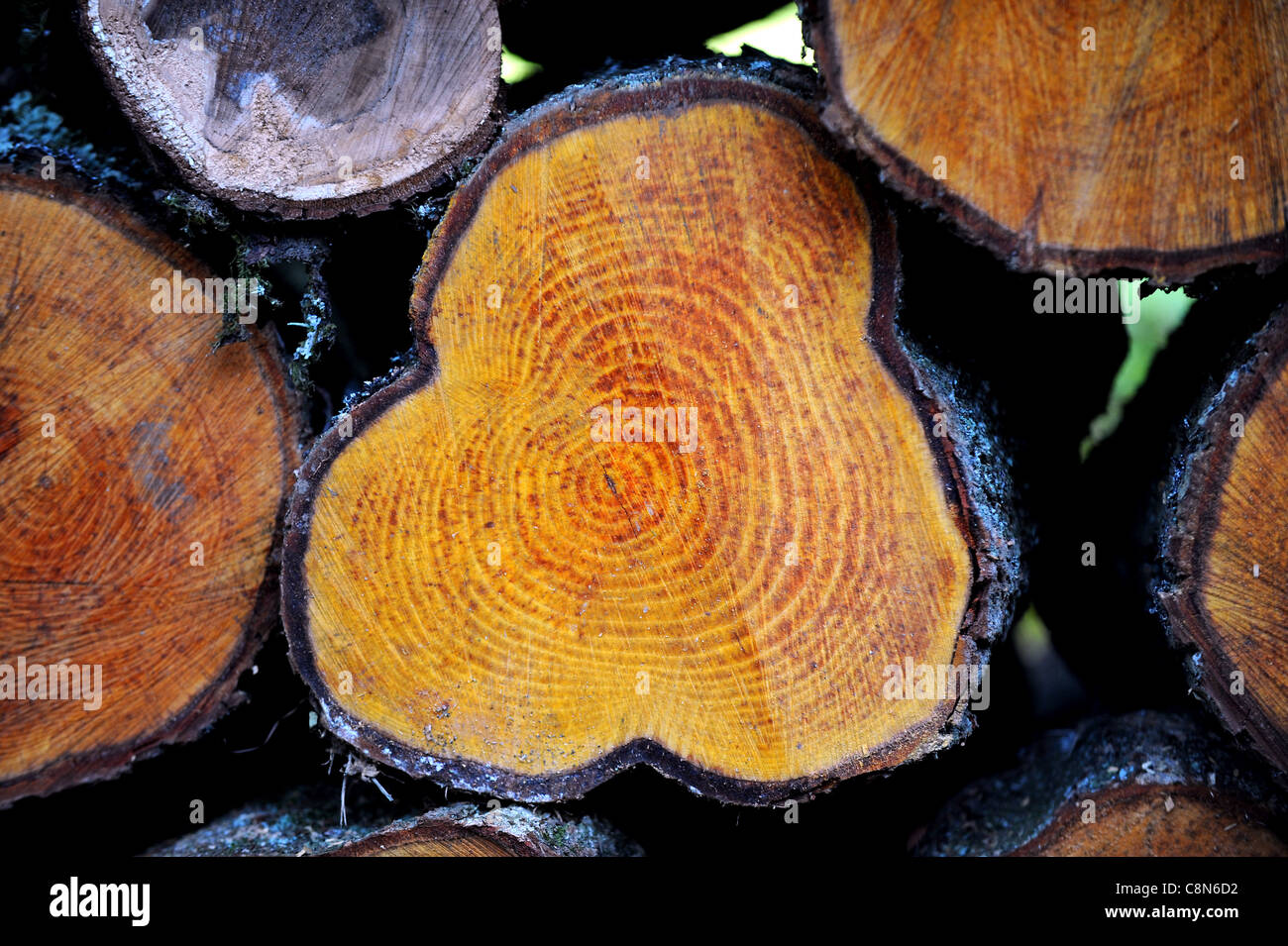 Freshly cut logs showing grain through centre ready for firewood