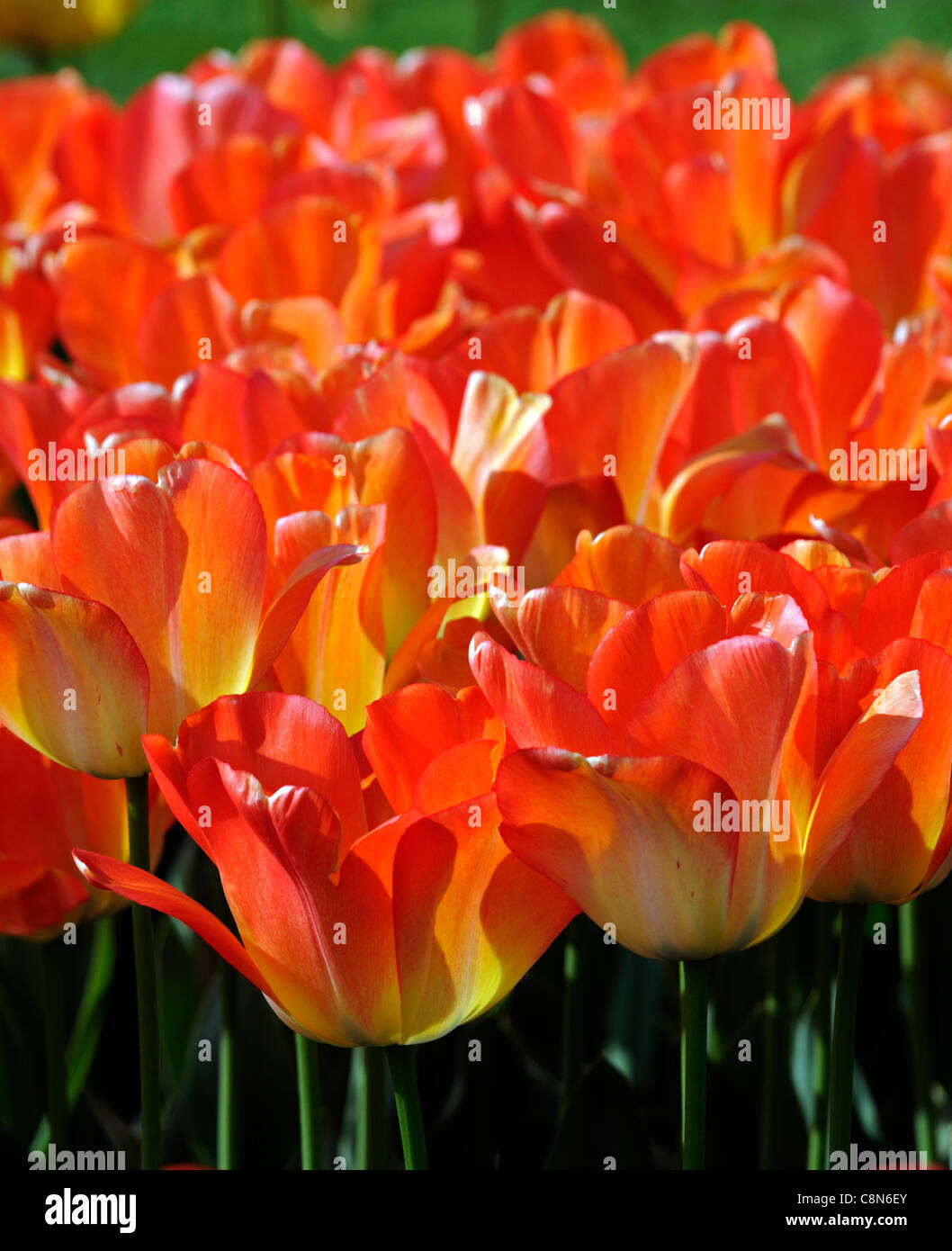 Tulipa Tulip Apricot Yellow Orange daydream darwin hybrid group flowers spring flower bloom blossom Stock Photo