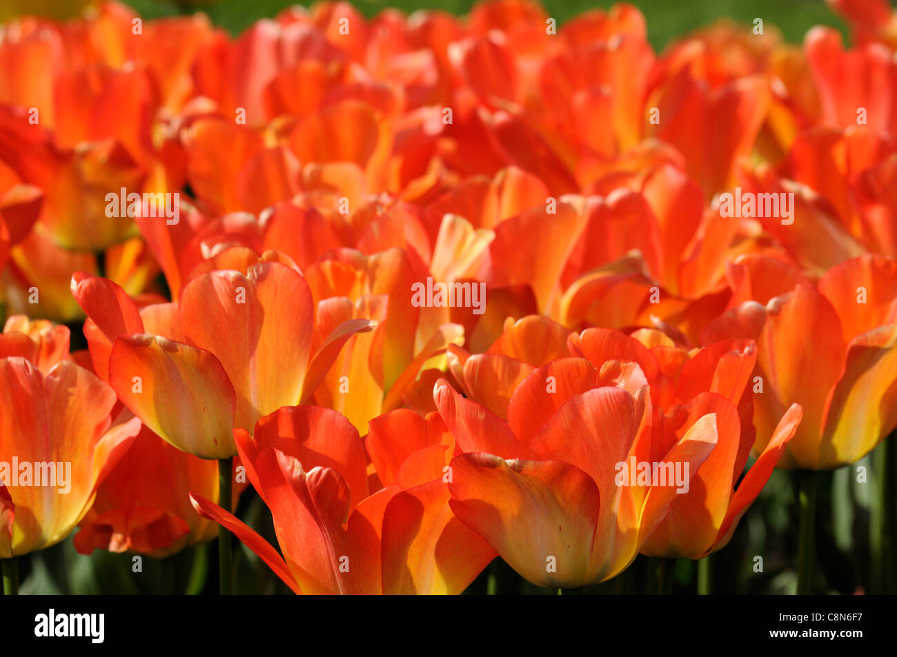 Tulipa Tulip Apricot Yellow Orange daydream darwin hybrid group flowers spring flower bloom blossom Stock Photo