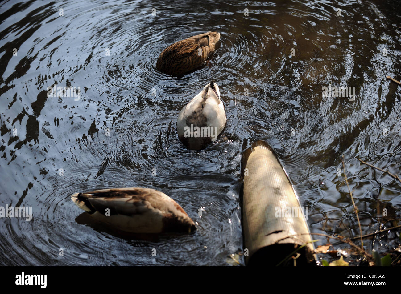 Male and female Mallard ducks latin name anus platyrhynchos with heads underwater looking for food UK Stock Photo