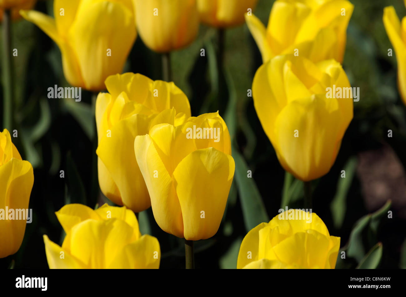 Tulipa Tulip yellow golden melody triumph group flowers spring flower bloom blossom Stock Photo