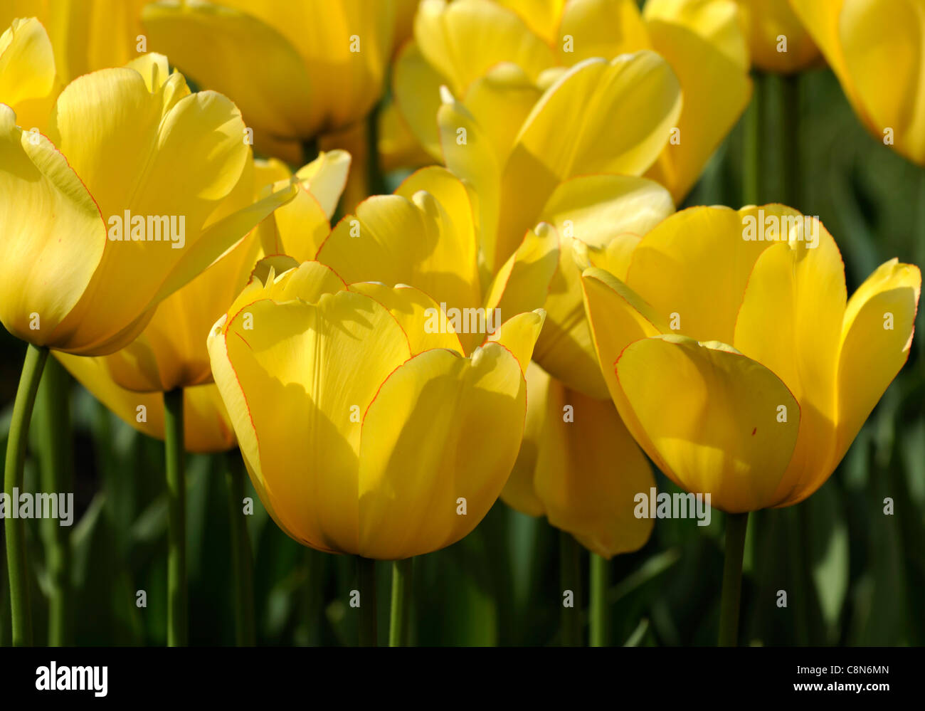 Tulipa Tulip yellow golden parade darwin hybrid group flowers spring flower bloom blossom Stock Photo