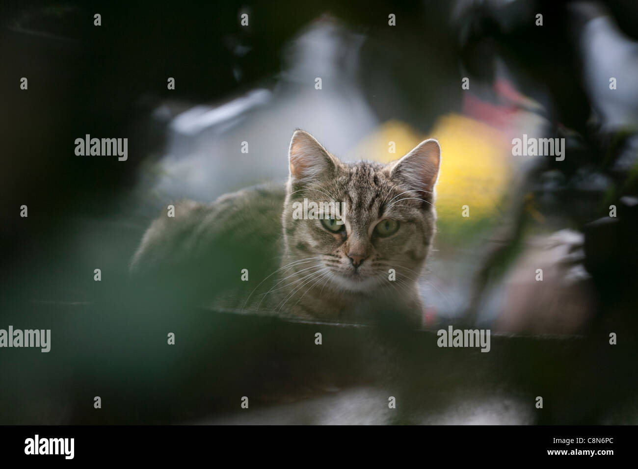 Feral cat in Montmartre Cemetery, Paris, France Stock Photo
