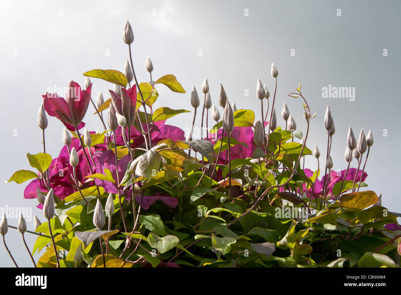 Detail of clematis flowers and buds appearing to reach up to a grey sky Stock Photo