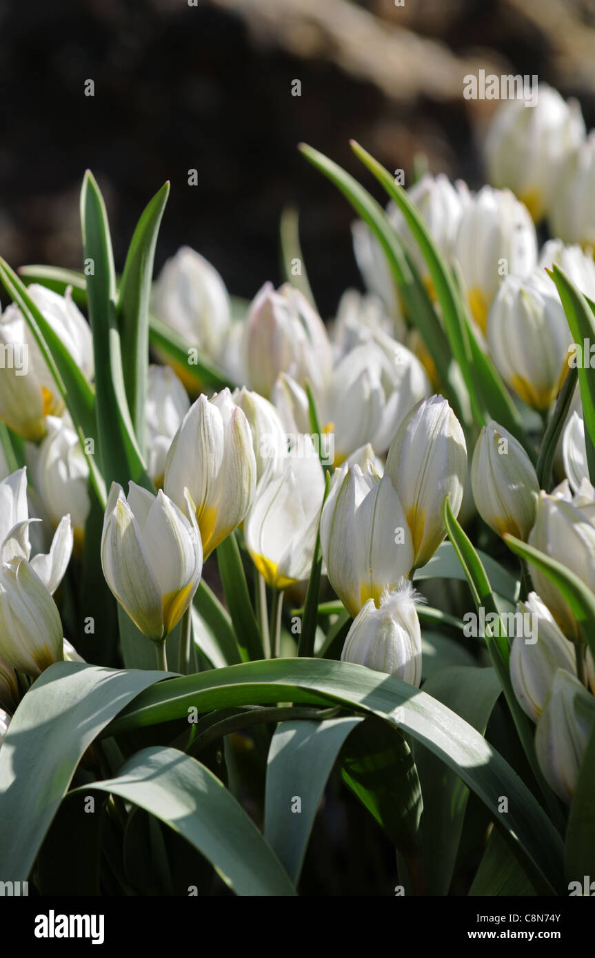tulip tulipa white yellow polychroma group spring flower bloom blossom Miniature Species Tulip Wild Tulip Stock Photo