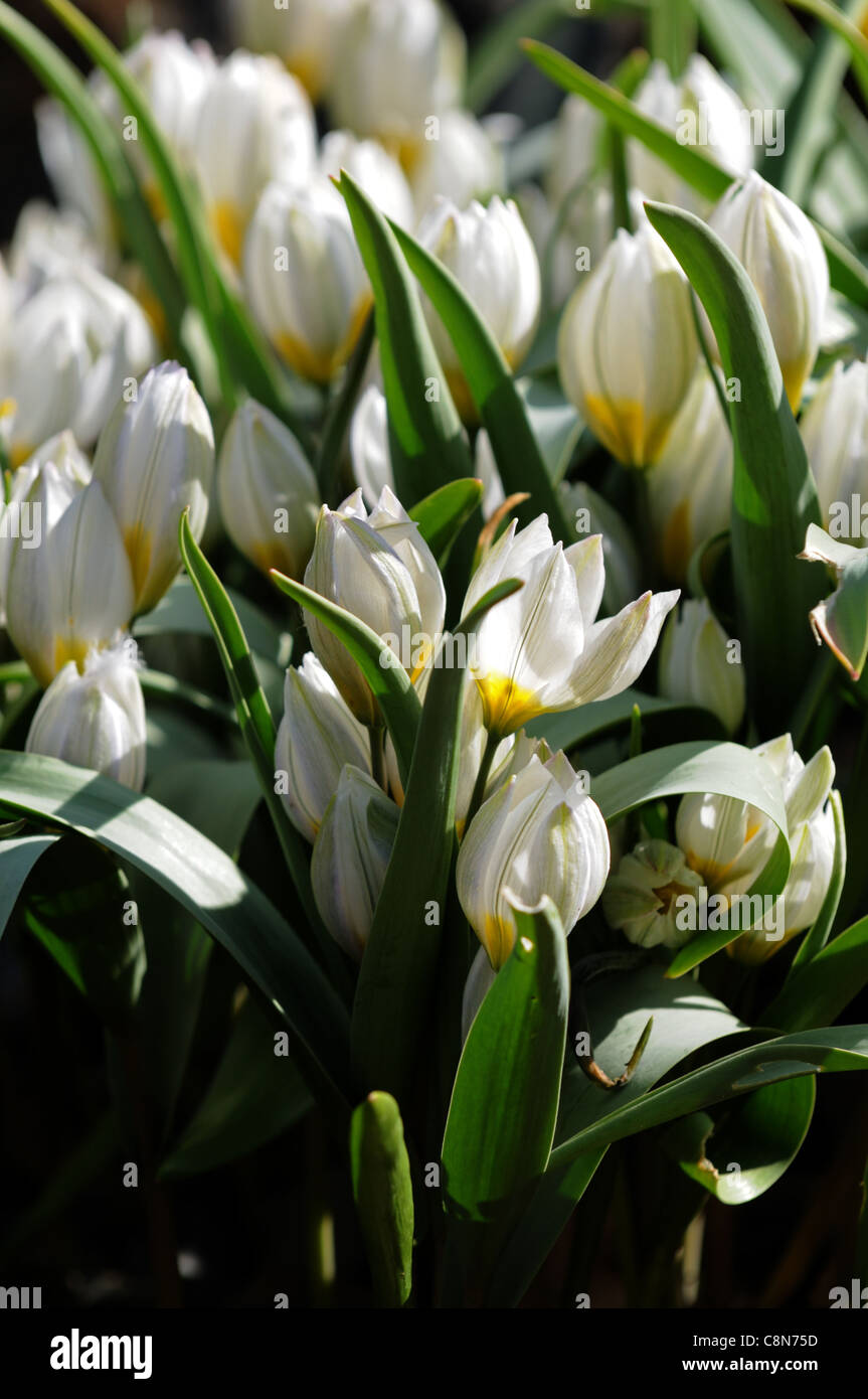 tulip tulipa white yellow polychroma group spring flower bloom blossom Miniature Species Tulip Wild Tulip Stock Photo