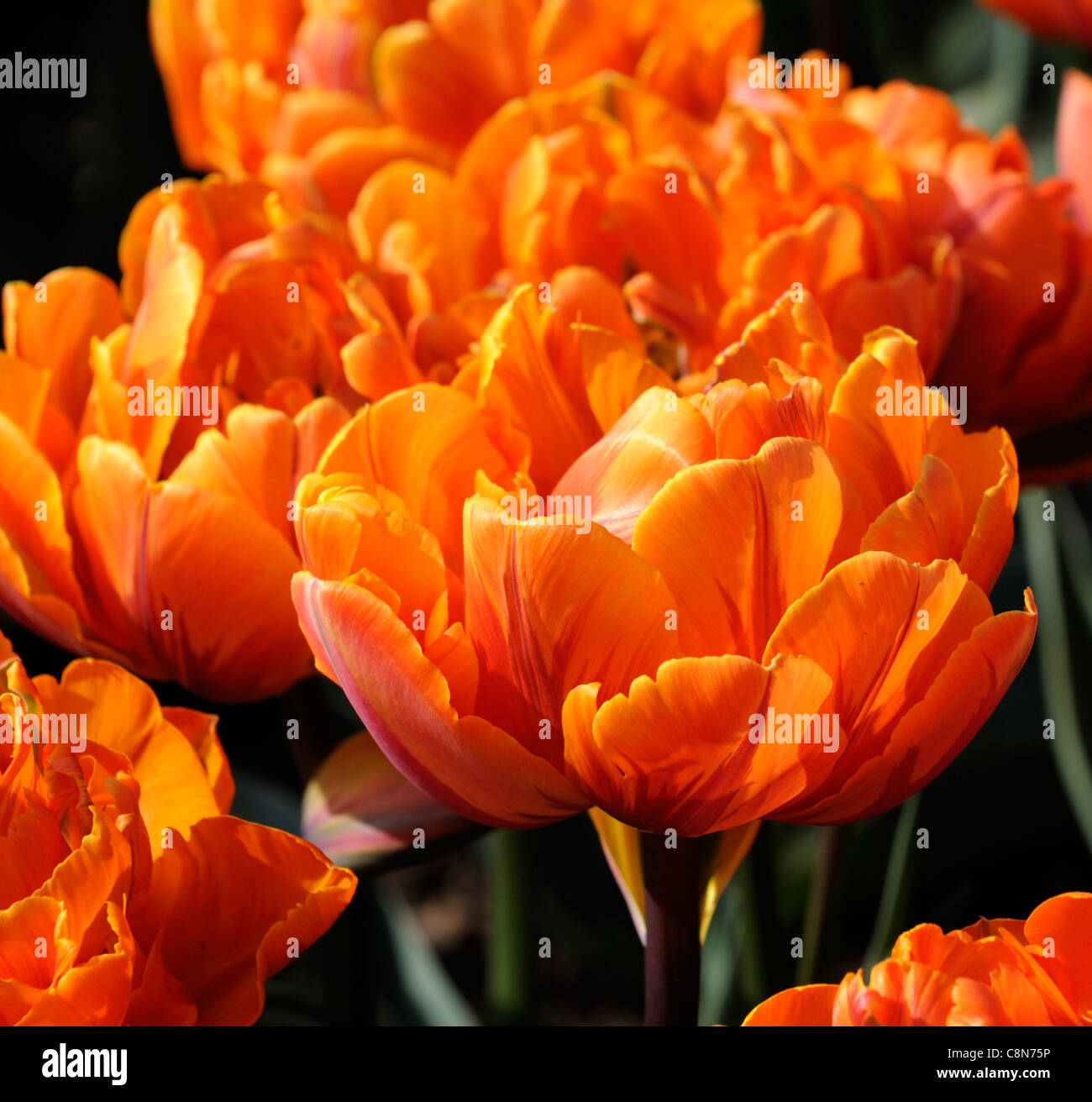 tulip tulipa orange princess double late group spring flower bloom blossom Stock Photo