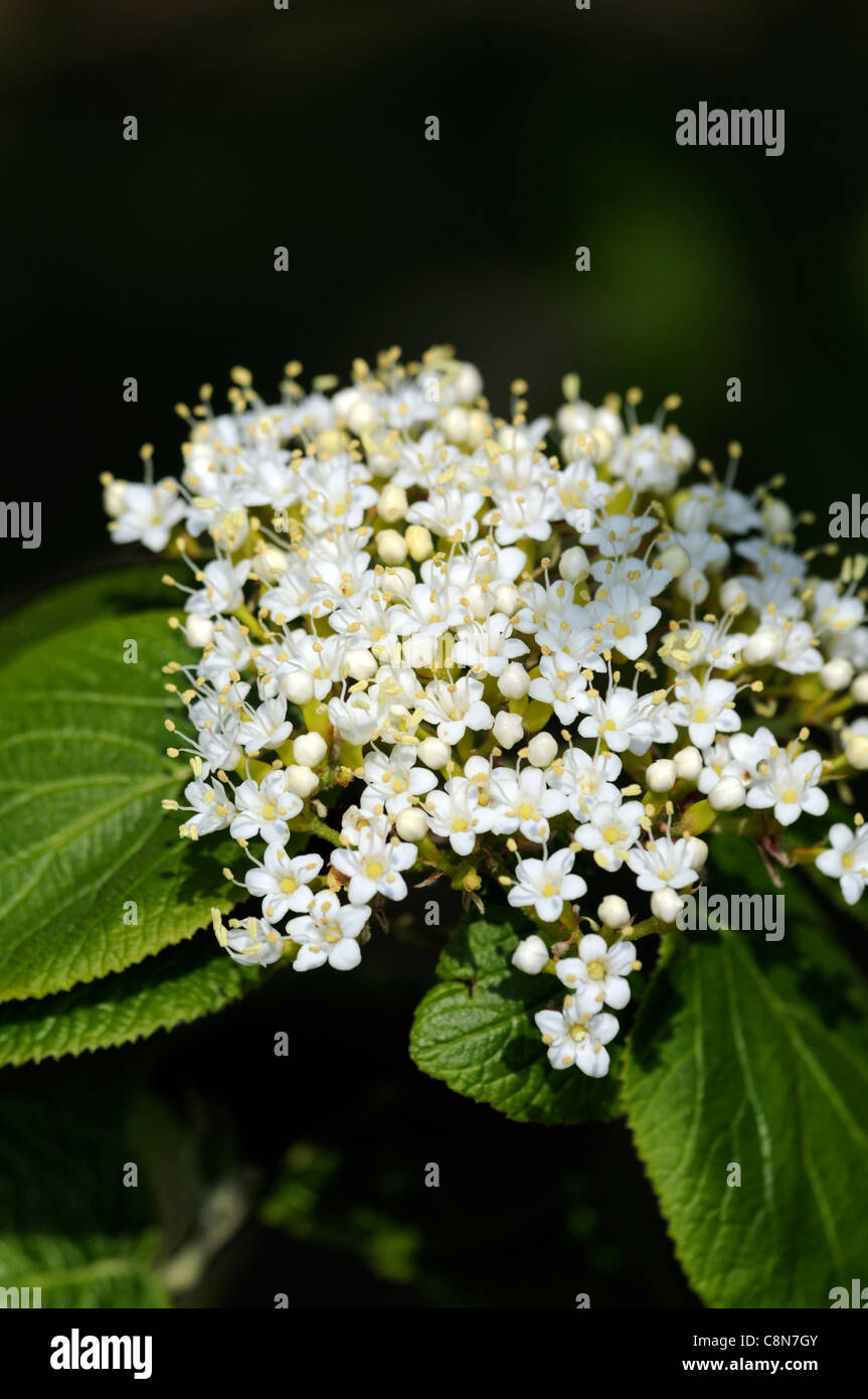 Viburnum molle Kentucky Viburnum Softleaf Arrowwood white flowers late Spring flowers cymose