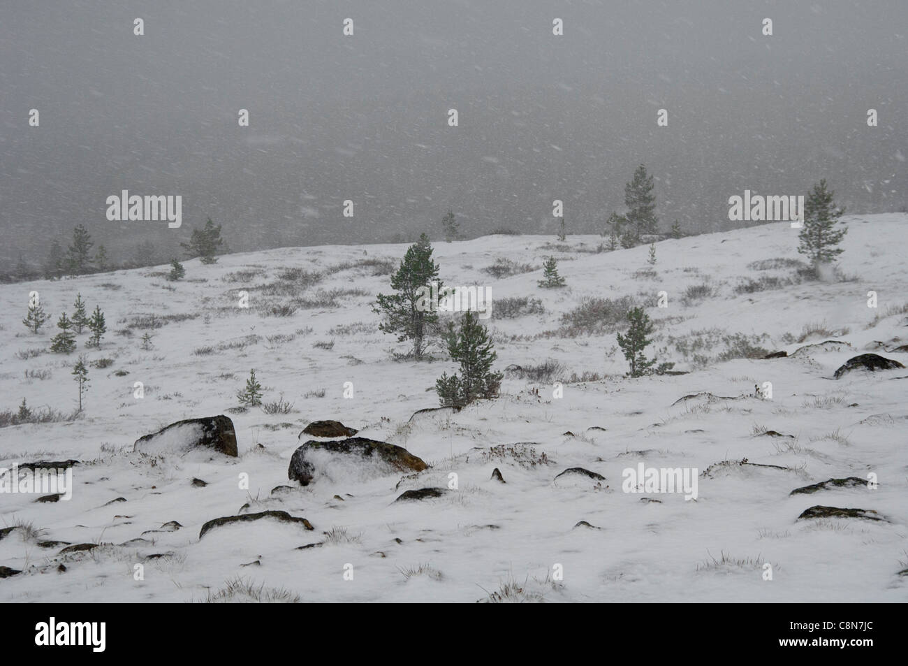 Snow Fall Hard Tough snowfall in the fell Stock Photo - Alamy
