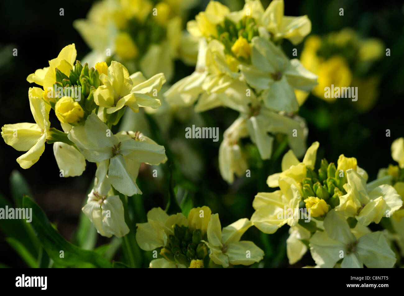 erysimum cheiri primrose bedder syn cheiranthus primrose bedder closeup plant portraits bright yellow petals flowers scented Stock Photo