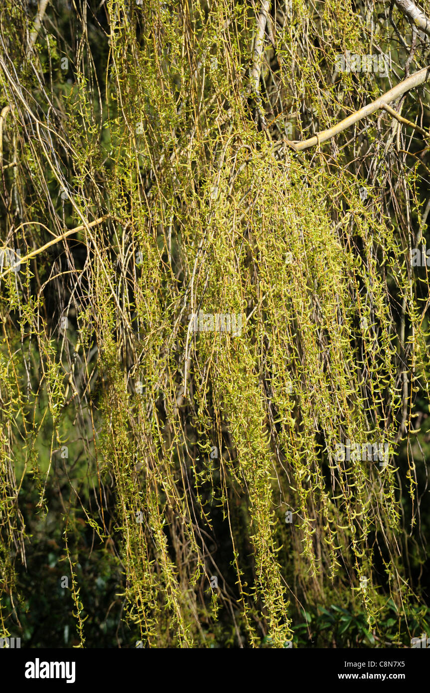 salix sp species willow yellow green foliage leaves new growth willows deciduous trees Stock Photo