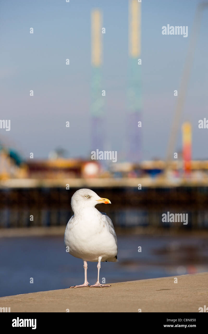 A seagull perched on the sea wall with Blackpool's South Pier in the background, Blackpool, UK Stock Photo