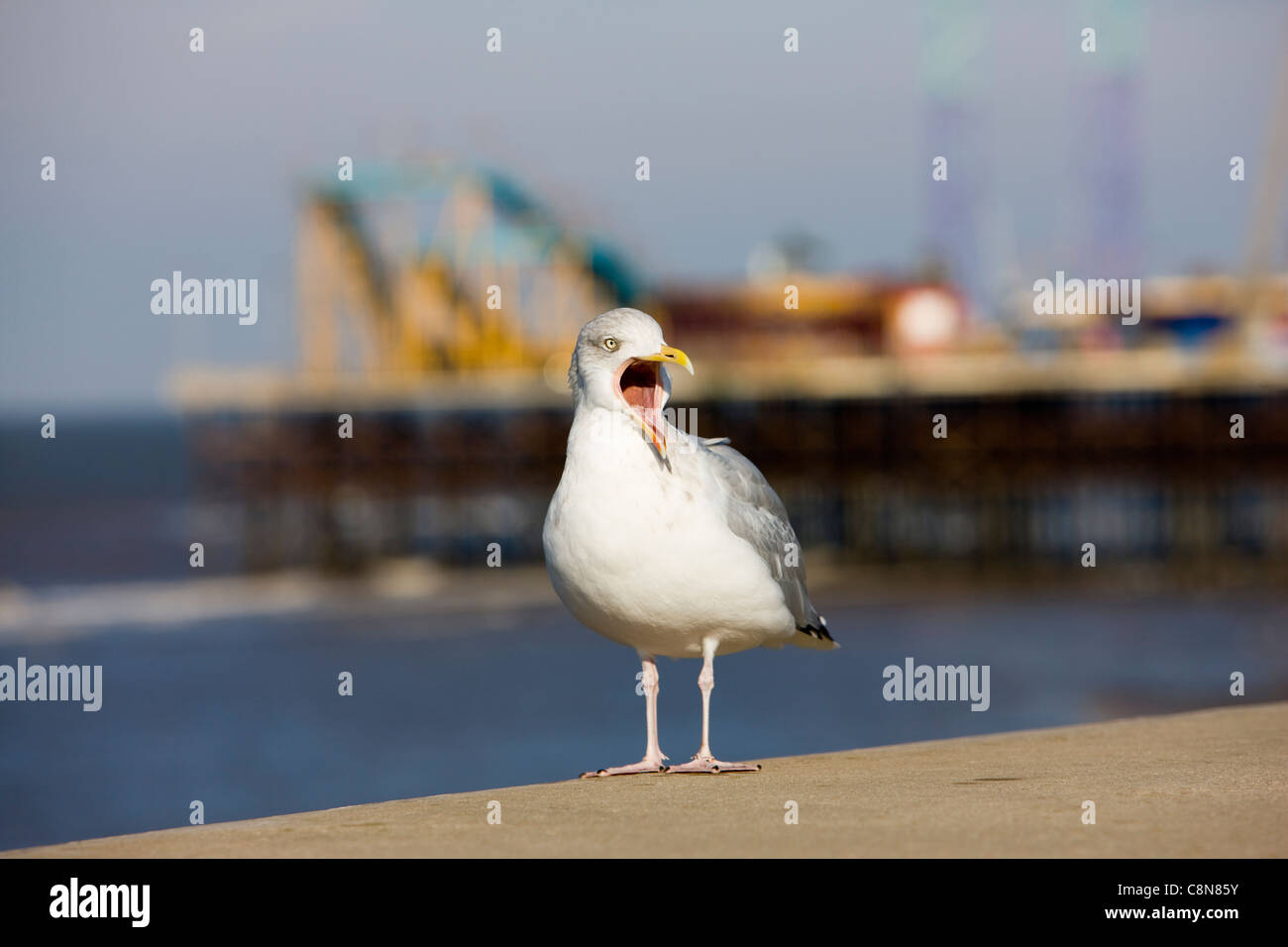 A seagull yawning on the sea wall with Blackpool's South Pier in the background, Blackpool, UK Stock Photo