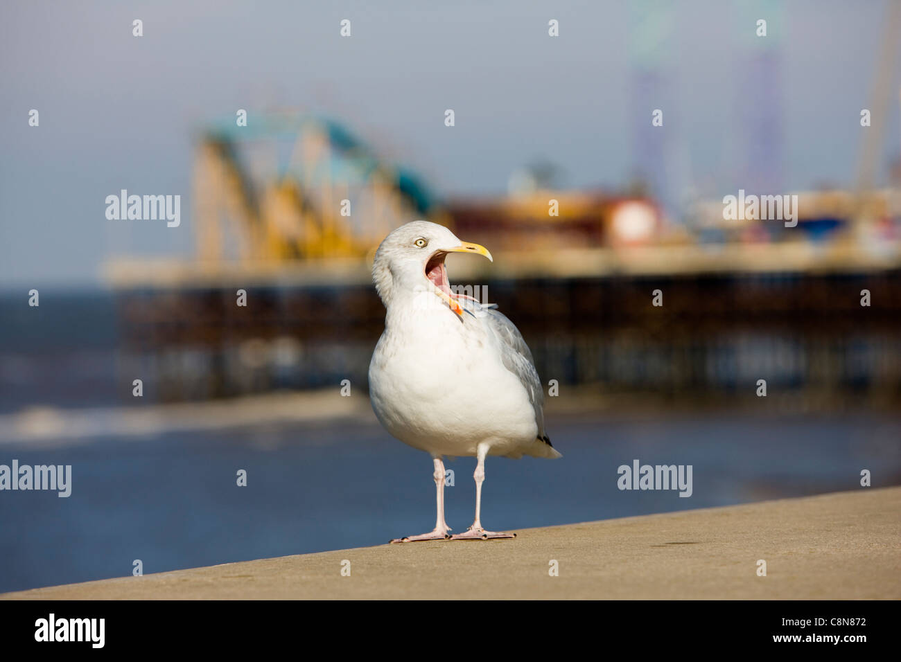 A seagull yawning on the sea wall with Blackpool's South Pier in the background, Blackpool, UK Stock Photo