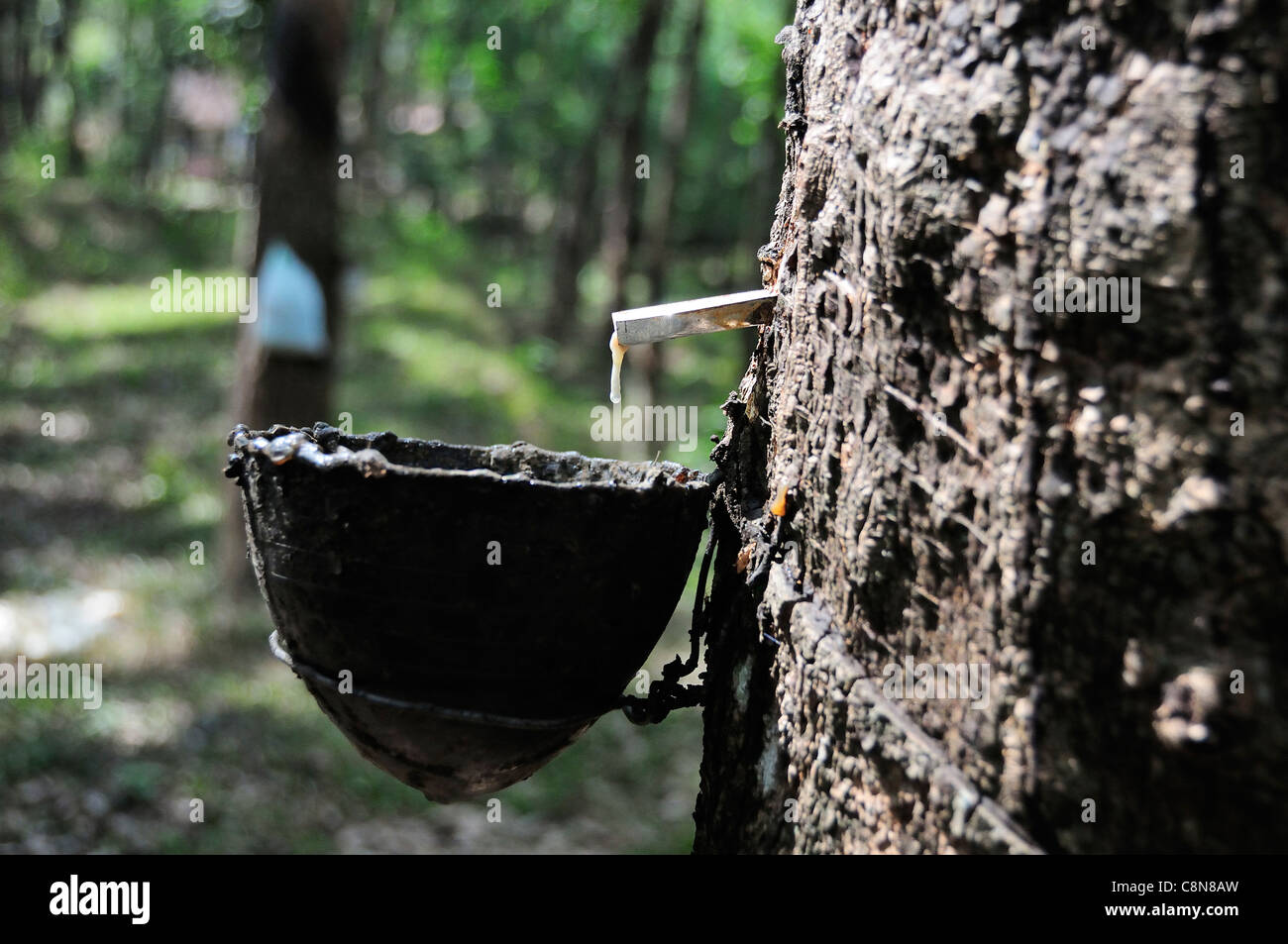 Collecting sap to make rubber showing sap dripping from a rubber tree into a drip pot in the foothills of Kerala, Southern India Stock Photo