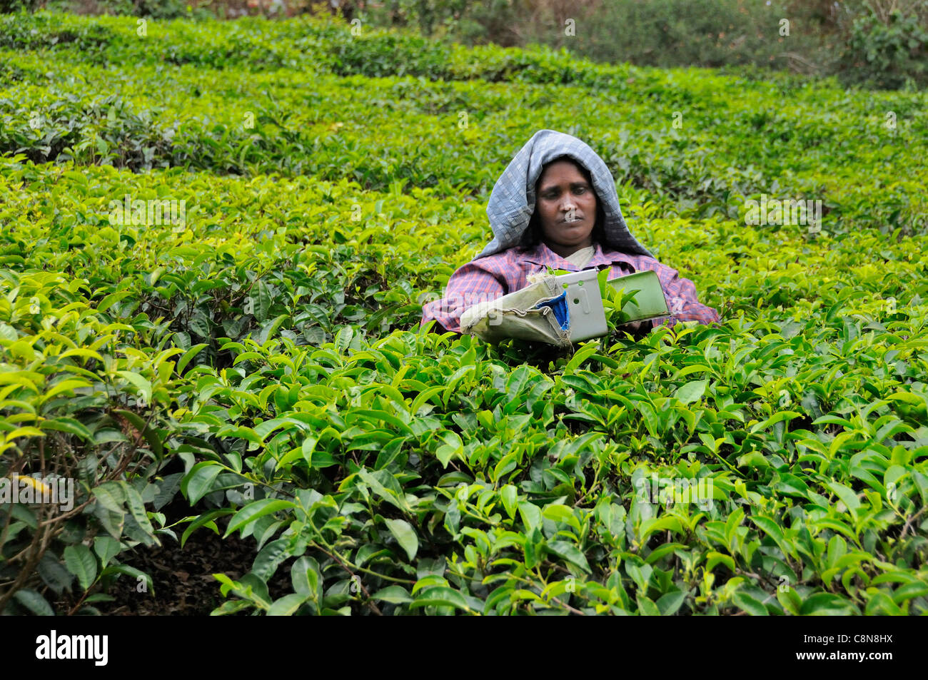 Iindian tea hi-res stock photography and images - Alamy