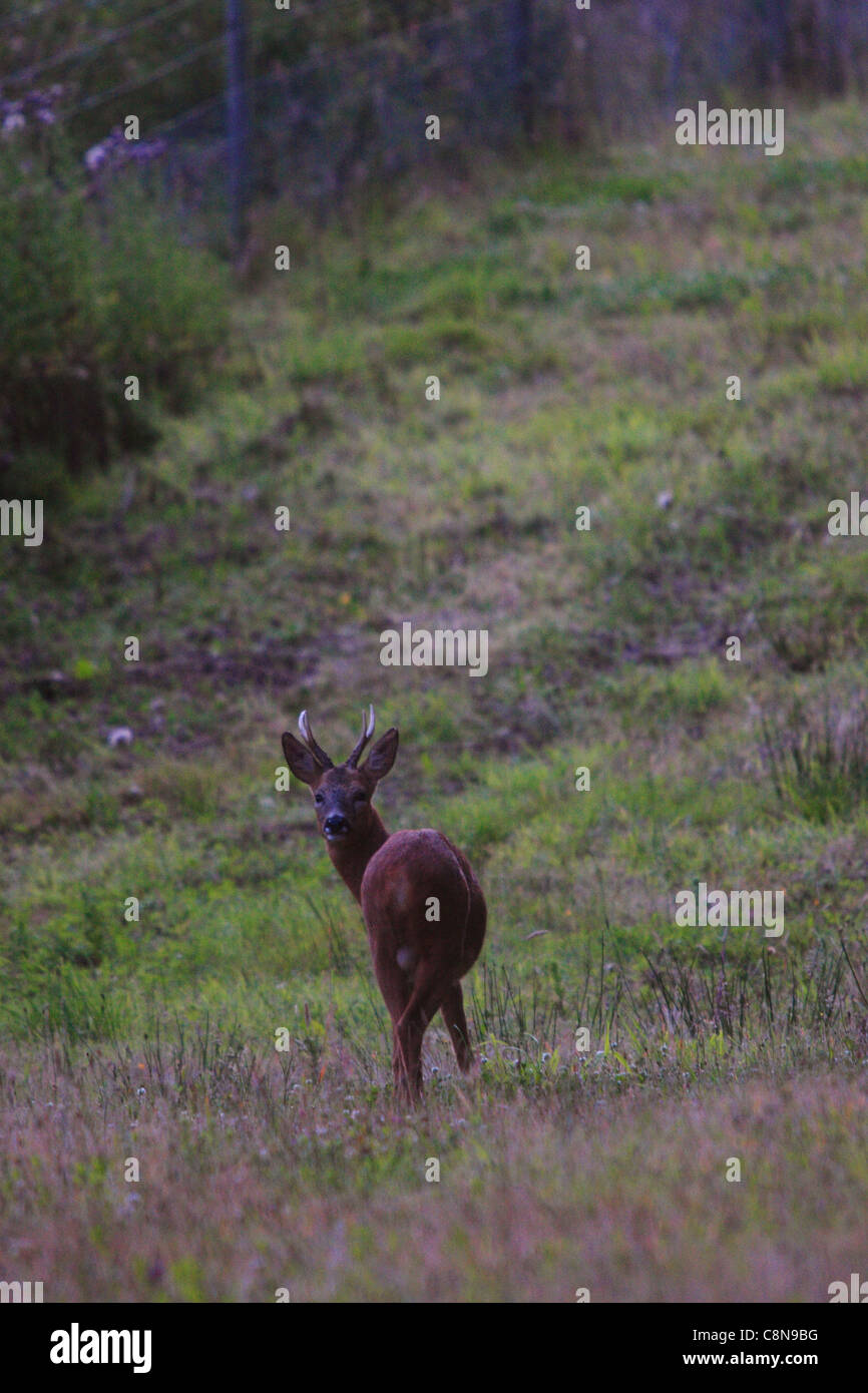 Roe Deer Buck at Dusk. Capreolus capreolus) Stock Photo