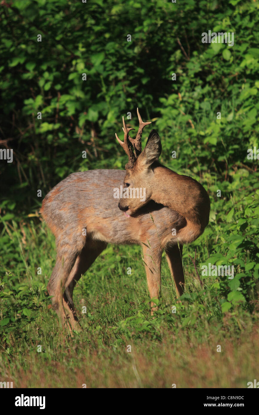 Roe Deer Buck Grooming. Capreolus capreolus) Stock Photo