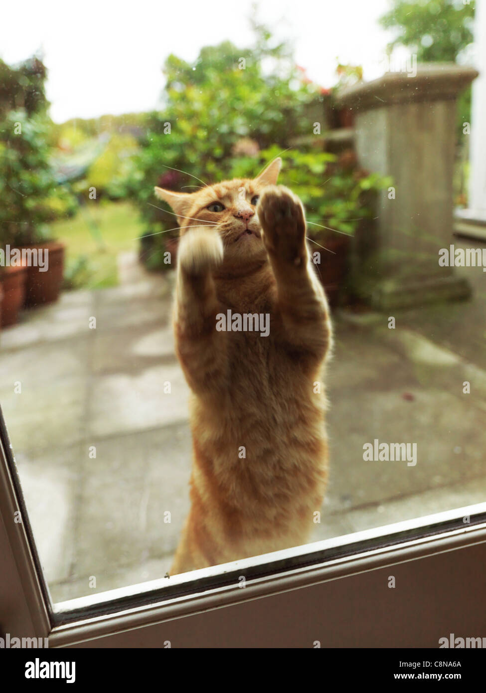 Cat paws sale at window