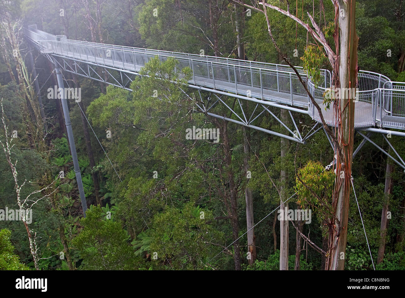 Australia, Victoria, Otway Ranges, Otway Fly and Treetop Walk, Elevated walkway through forest Stock Photo
