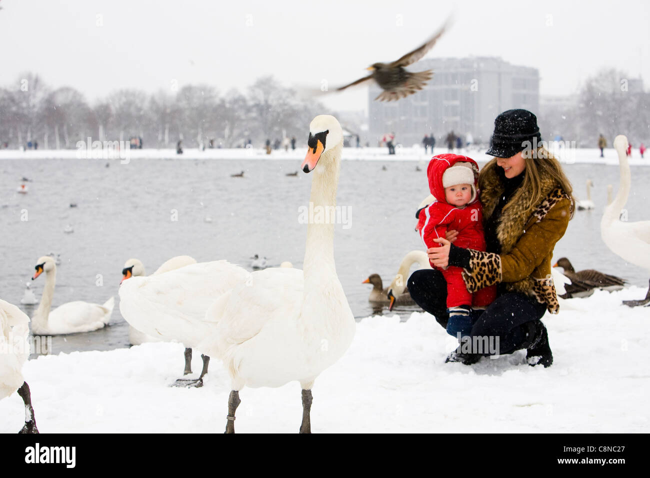 Mom Showing Swans To Her Son In Hyde Park London While Snowing Mom Showing Swans To Her Son In Hyde Park London While Snowing
