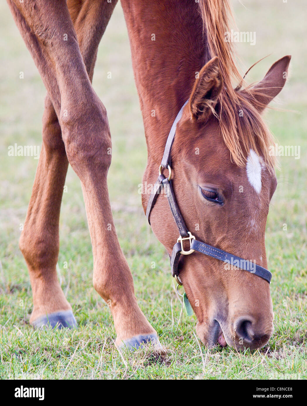 Young horse grazing Stock Photo