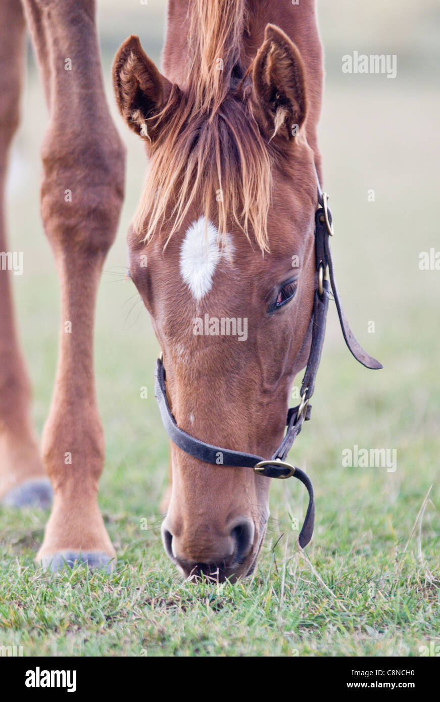 Young horse grazing Stock Photo