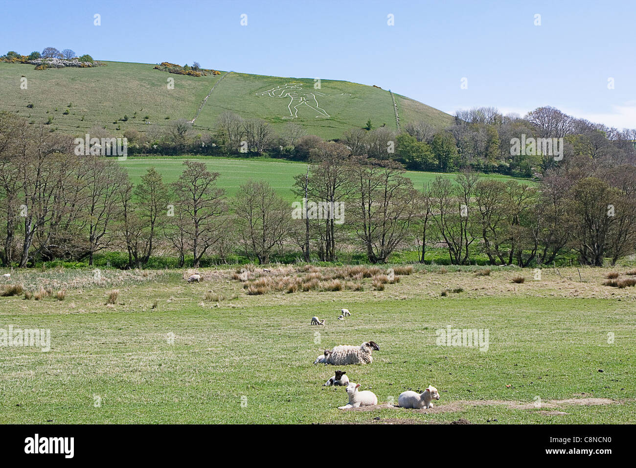 Great Britain, England, Dorset, Cerne Abbas, View of the Cerne Abbas Giant (chalk carving on hill) with sheep in the foreground Stock Photo