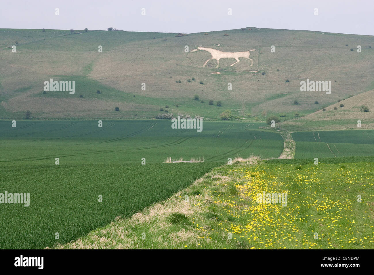 Great Britain, England, Wiltshire, Vale of Pewsey, Pewsey White Horse, Chalk figure of white horse carved into hillside Stock Photo