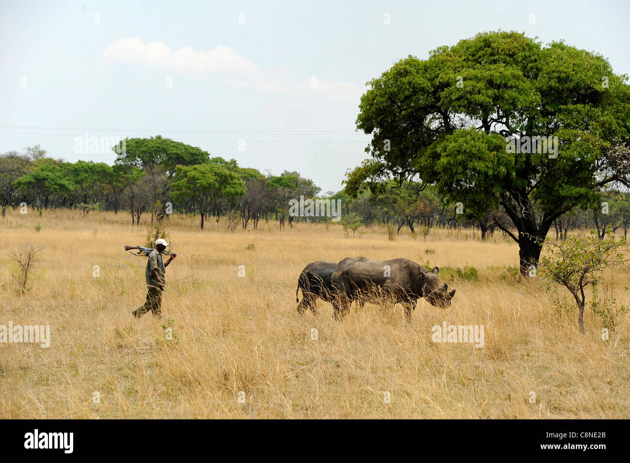 Black rhinoceros in Imire Safari Ranch, Zimbabwe. A guard follows the rhino for protection against poachers. Stock Photo