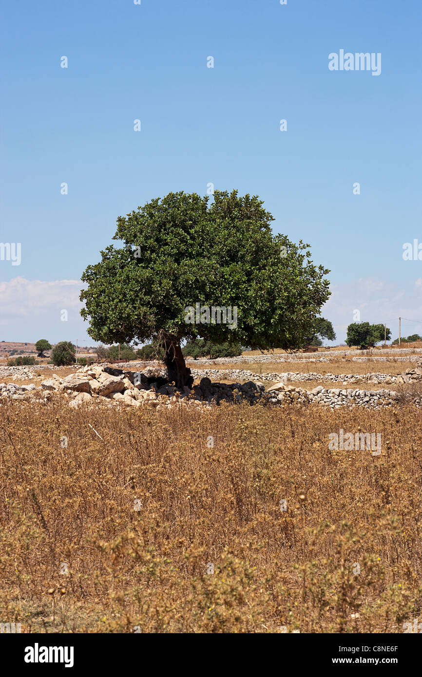 Carob tree hires stock photography and images Alamy