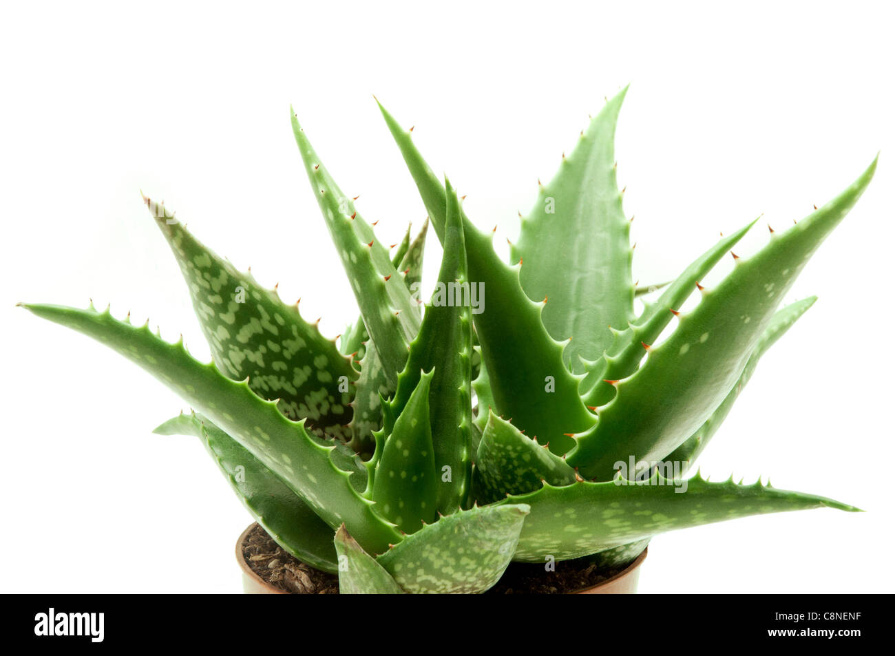 Aloe vera var. chinensis on a white background Stock Photo - Alamy