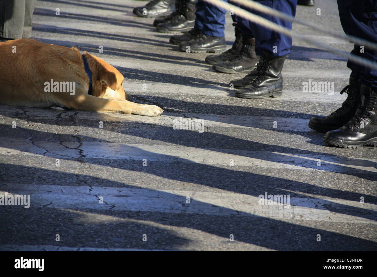 ATHENS, GREECE, 28/10/2011 - Student parade for the Greek National Holiday of joining the Second World War. Famous dog 'Loukanikos' (sausage) in front of policemen. Stock Photo