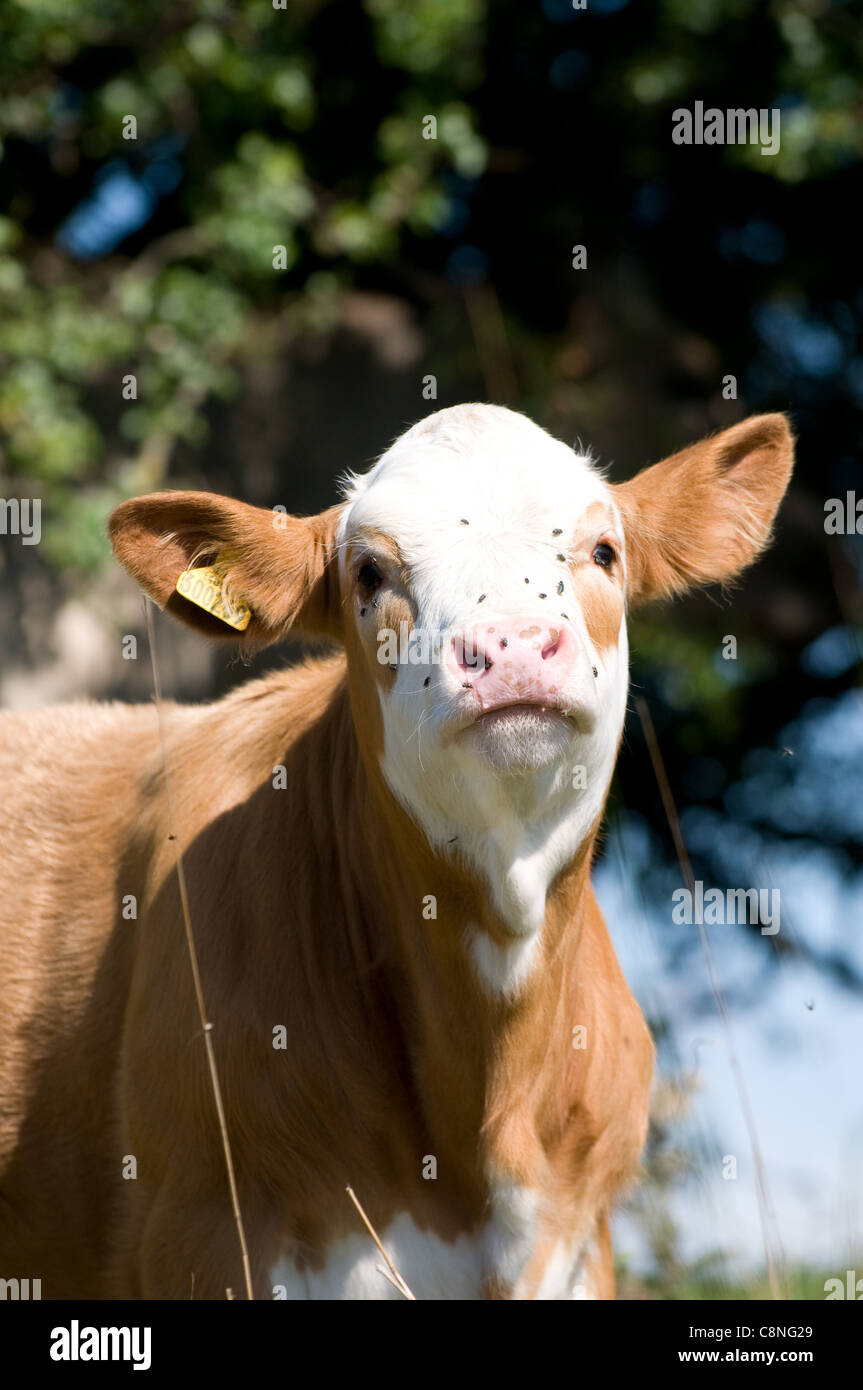 Hereford calf portrait with flies Stock Photo