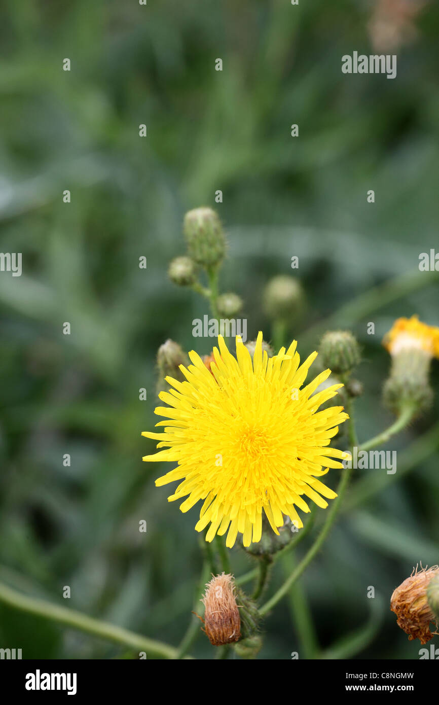 Perennial Sow Thistle flower Stock Photo Alamy
