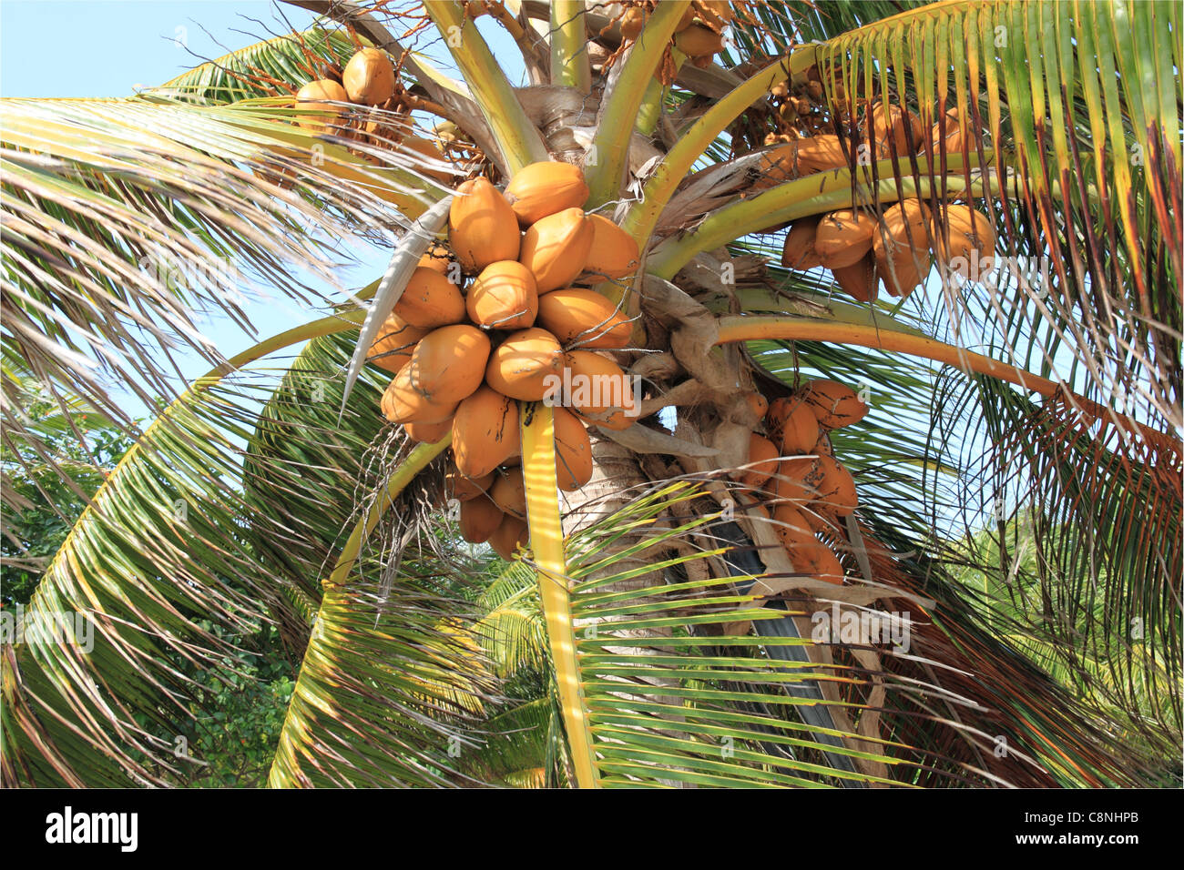 Coconuts on tree, San Pedro, Ambergris Caye (aka La Isla Bonita/The