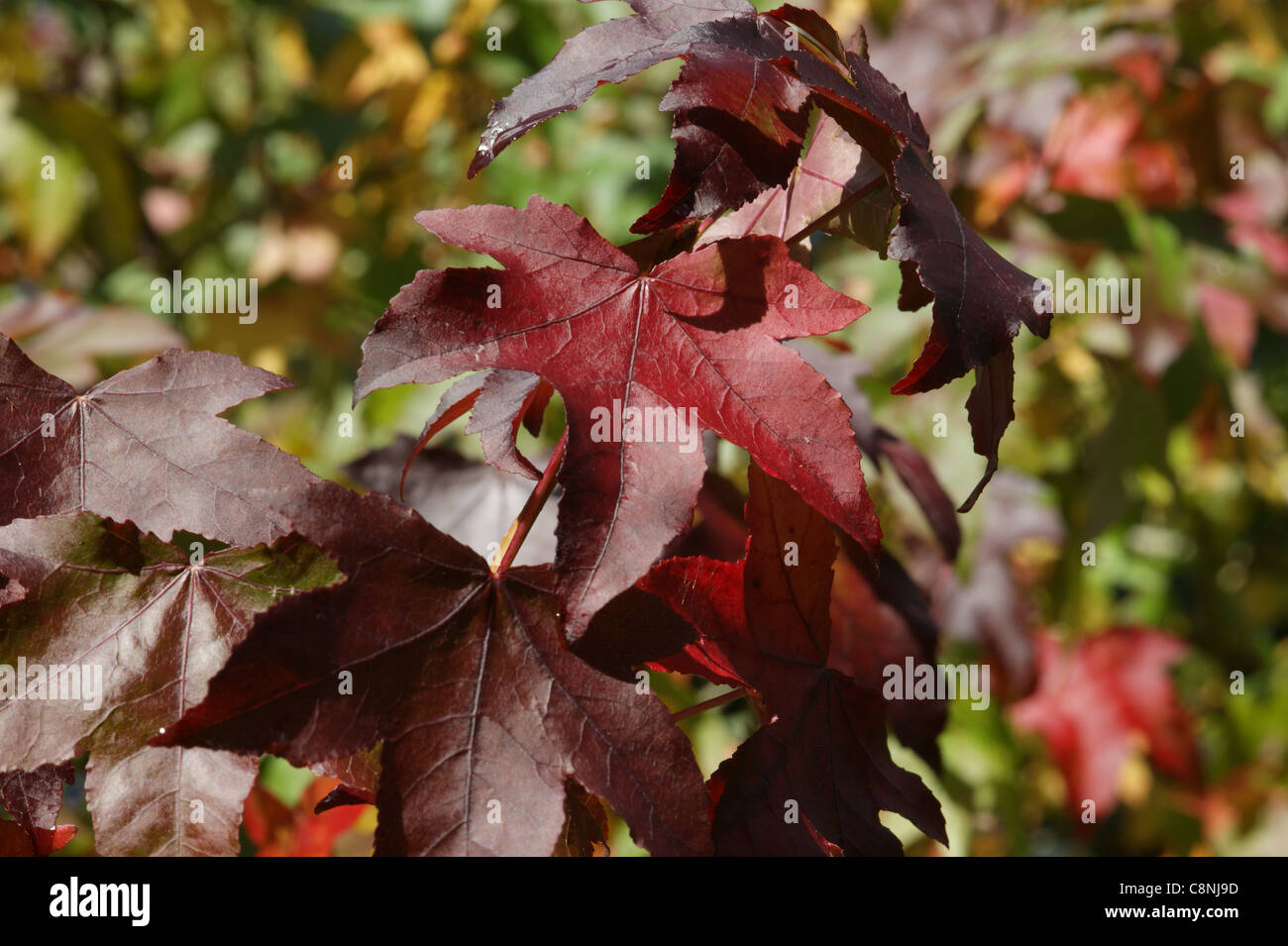 Liquidamber styraciflua Stock Photo