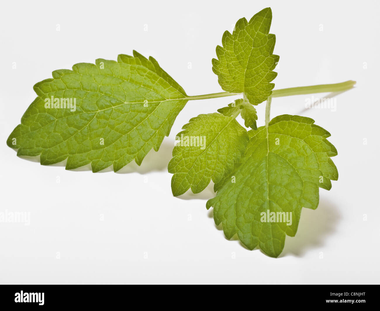 Detail photo of Lemon balm leaves Stock Photo Alamy