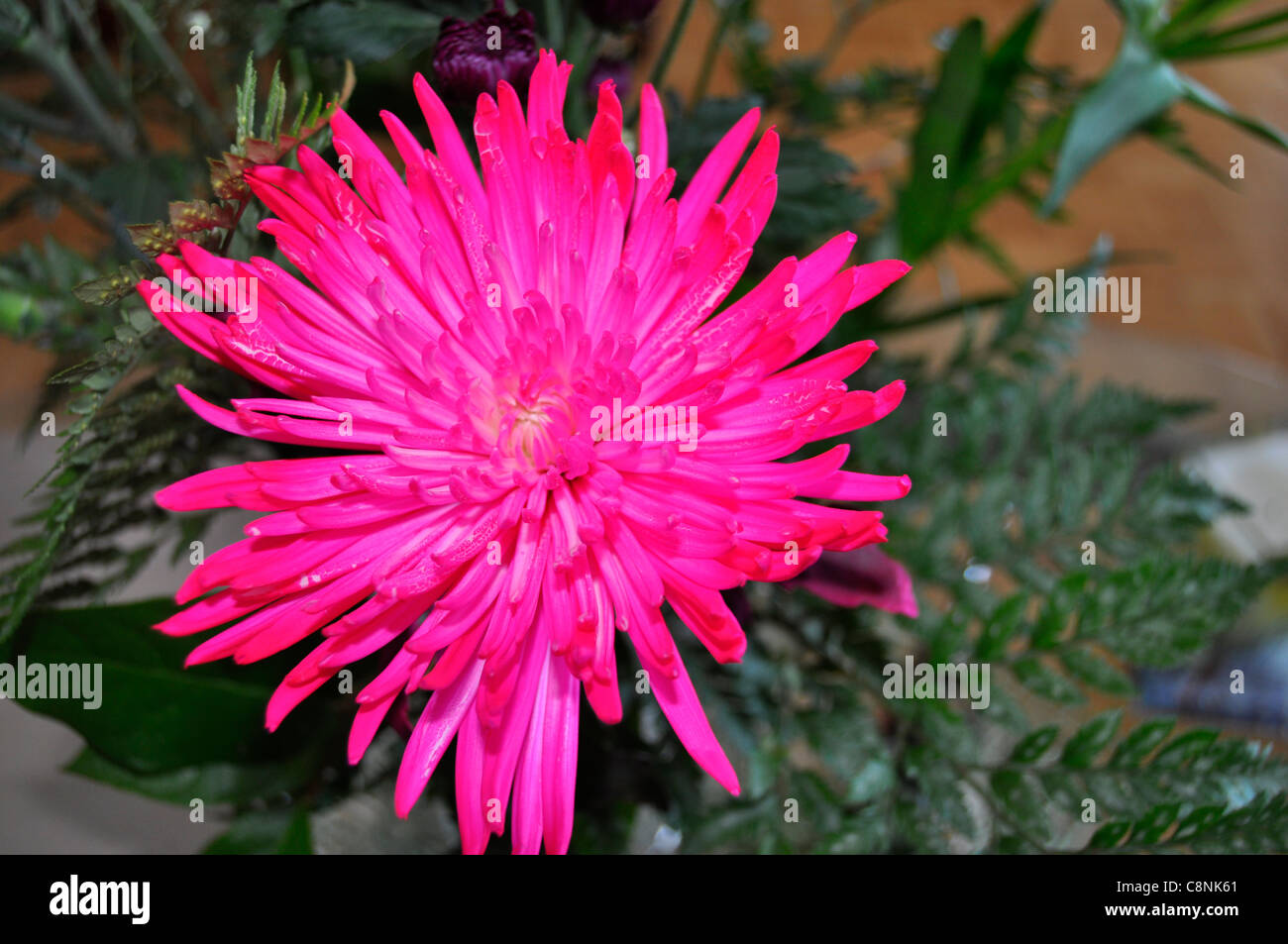 " a flower for any bouquet" Stock Photo