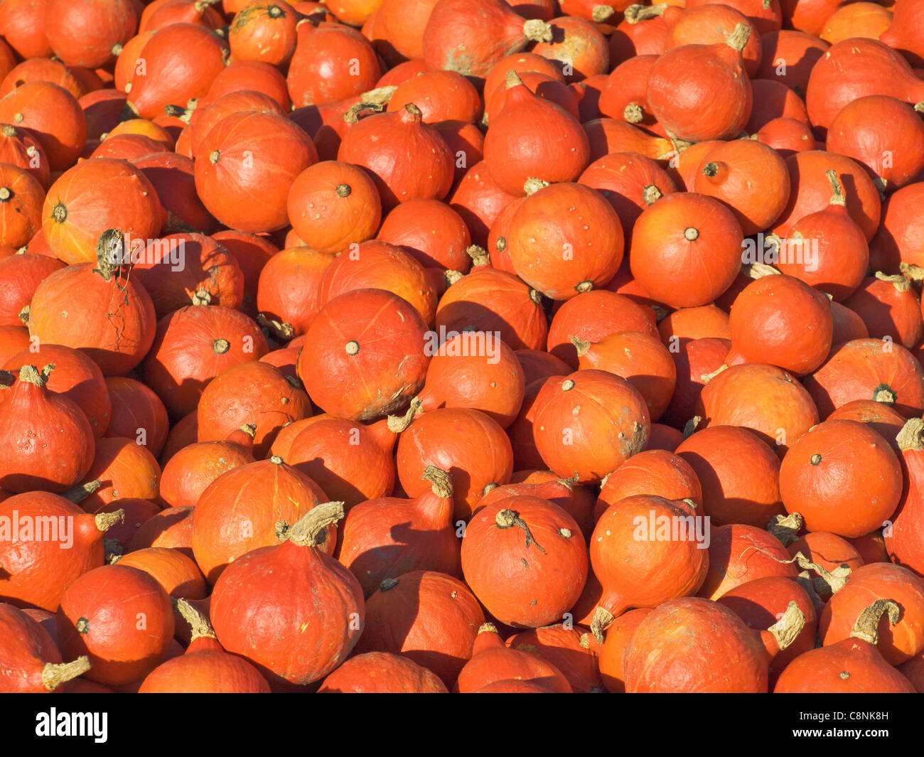 a lot of Hokkaido Pumpkins Stock Photo - Alamy