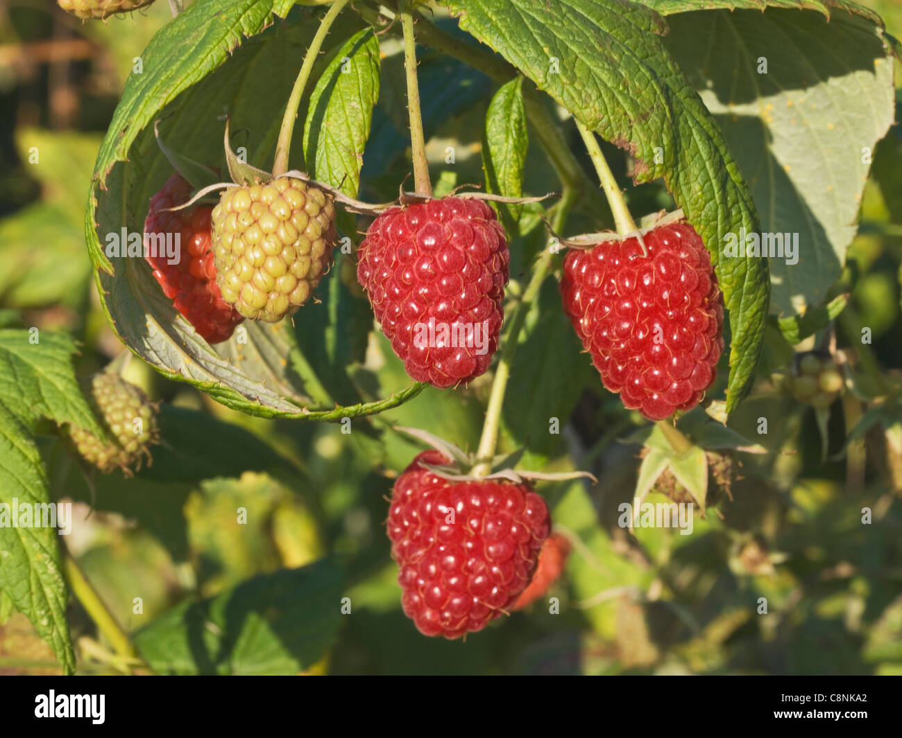 Himbeeren am Strauch | raspberries at the bush Stock Photo