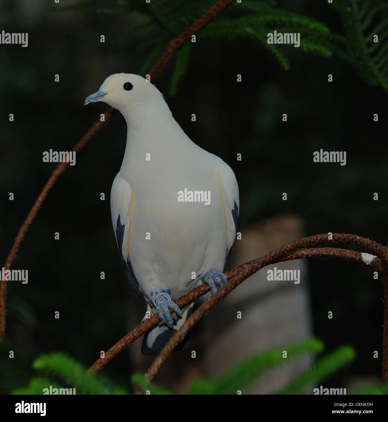 PIED IMPERIAL PIGEON AT BRISTOL ZOO Stock Photo