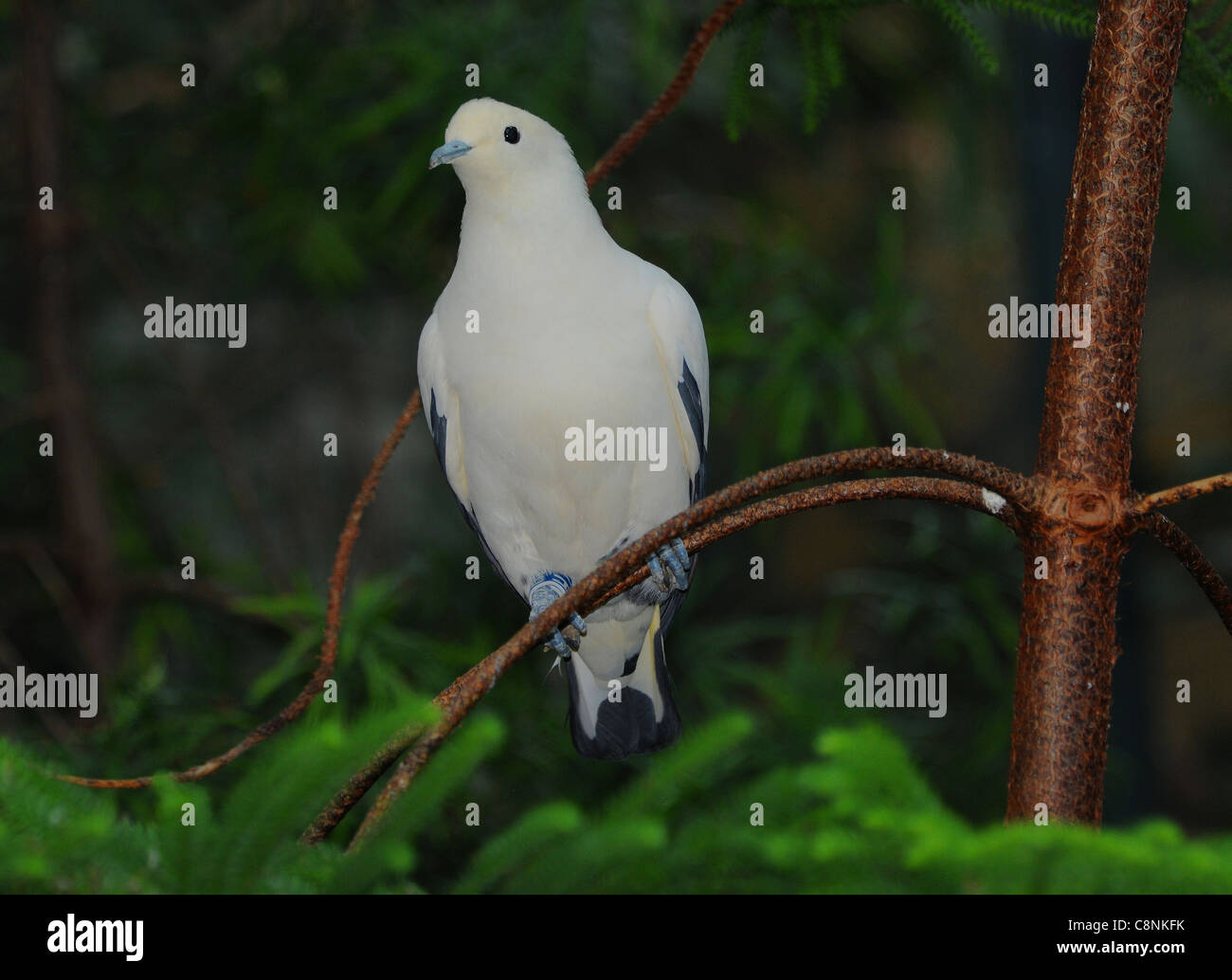 PIED IMPERIAL PIGEON AT BRISTOL ZOO Stock Photo