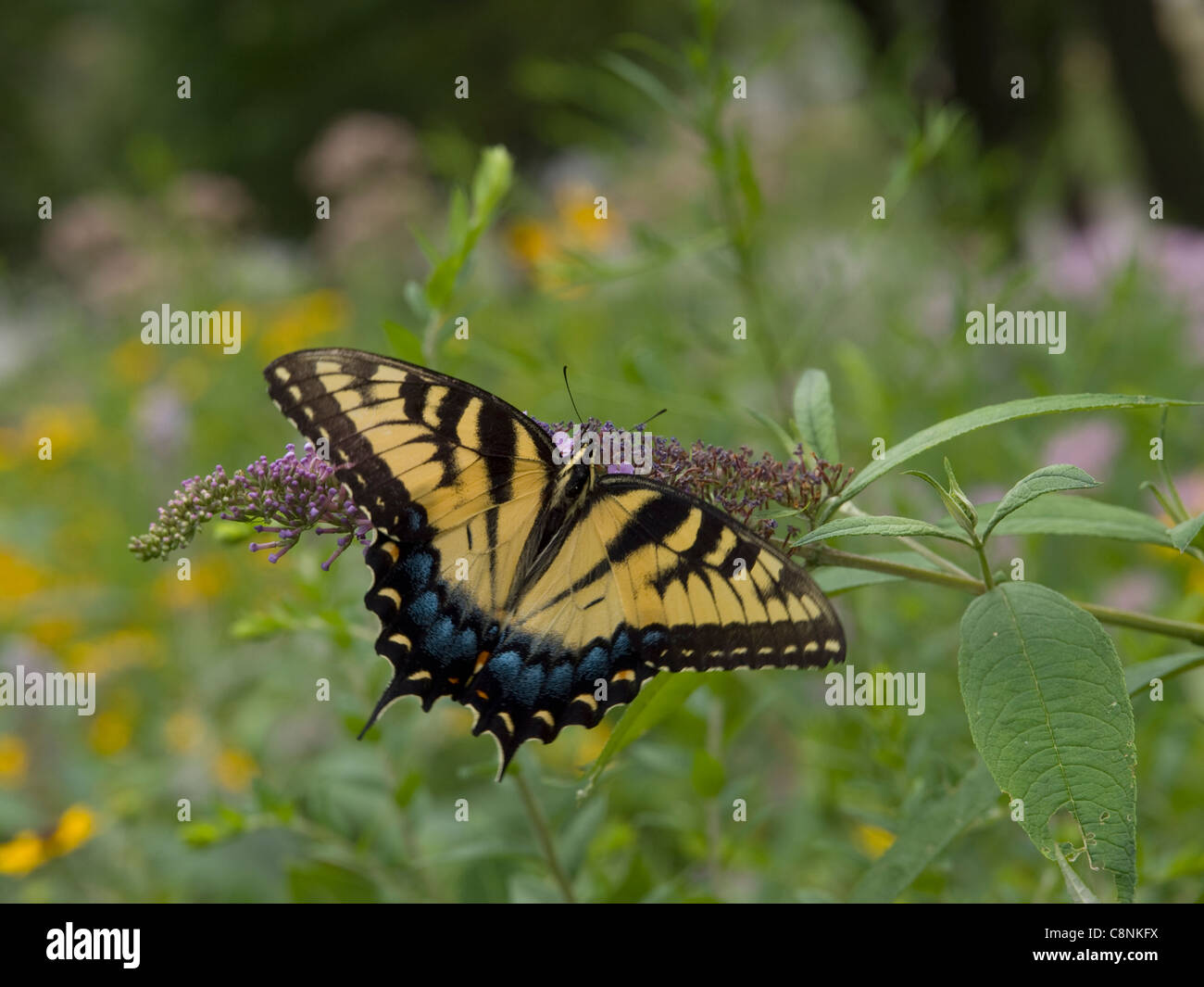 Eastern Tiger Swallowtail Papilio Glaucus Feeding On Butterfly Bush
