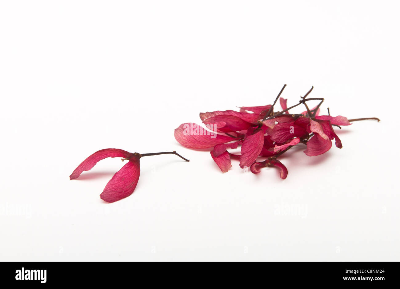 Japanese acer seeds from low perspective on white background. Stock Photo
