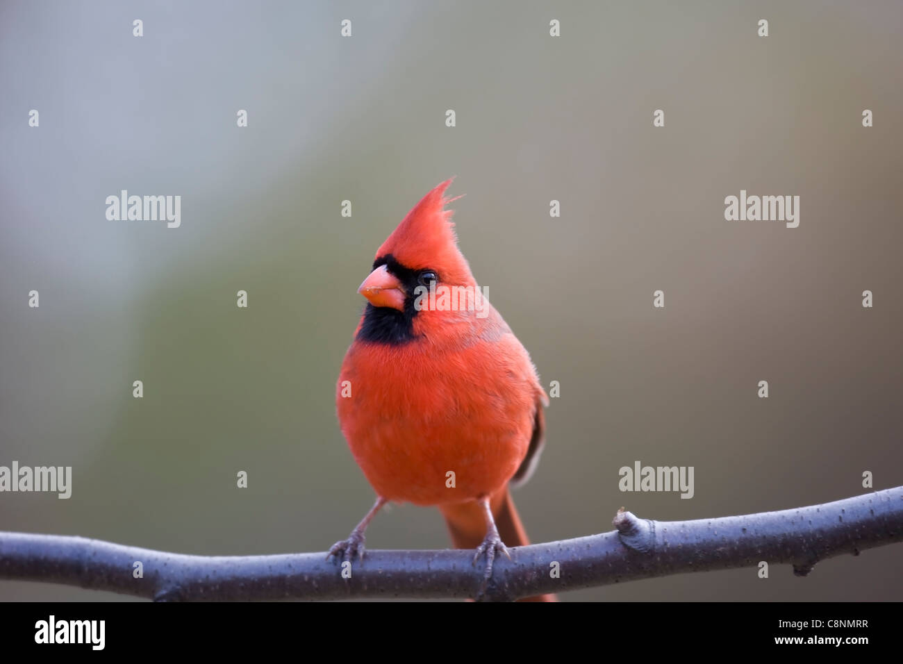Northern Cardinal (Cardinalis cardinalis cardinalis), Common subspecies, male in perfect bright red plumage on branch in Winter. Stock Photo