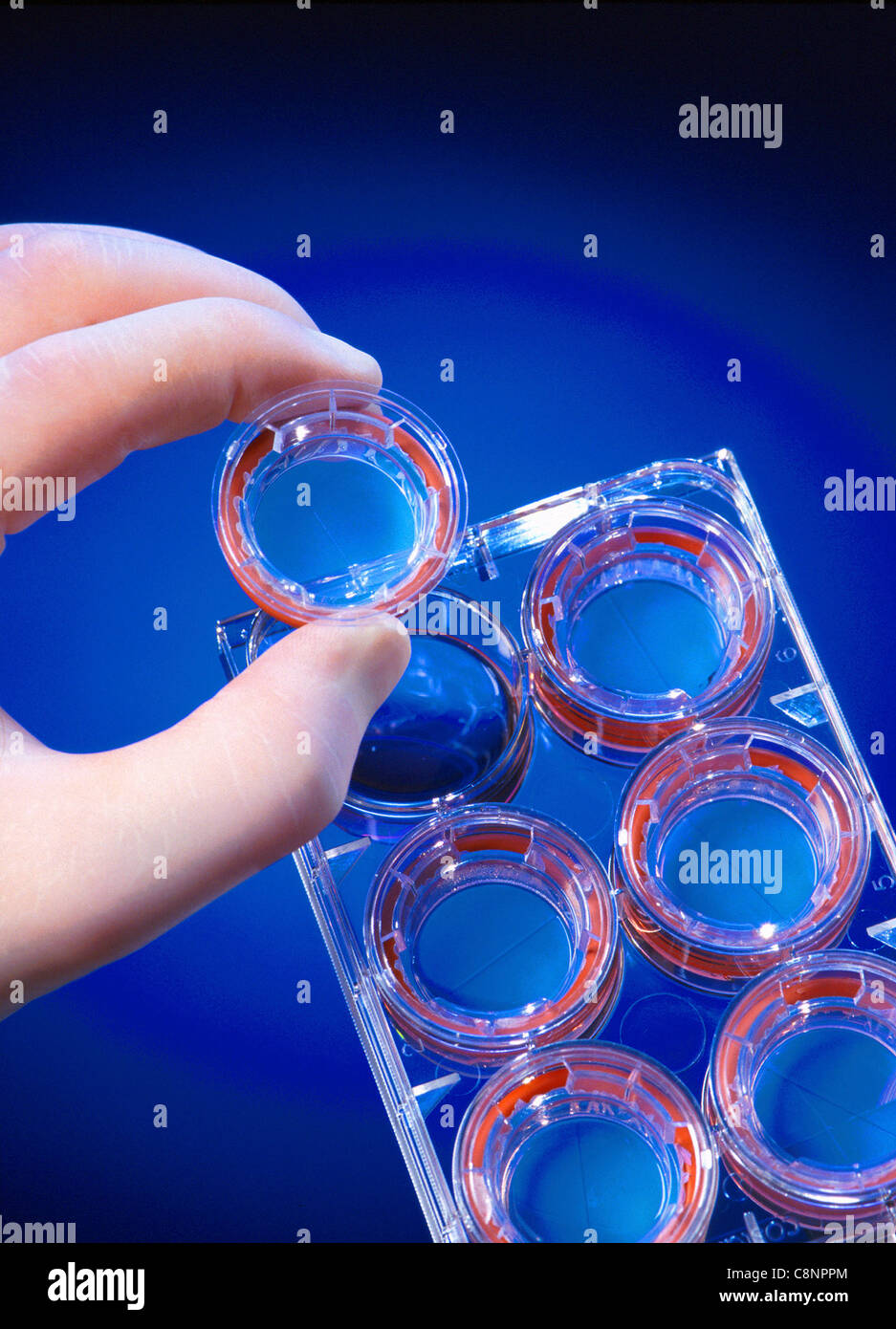 Model of digestion experiment hires stock photography and images Alamy