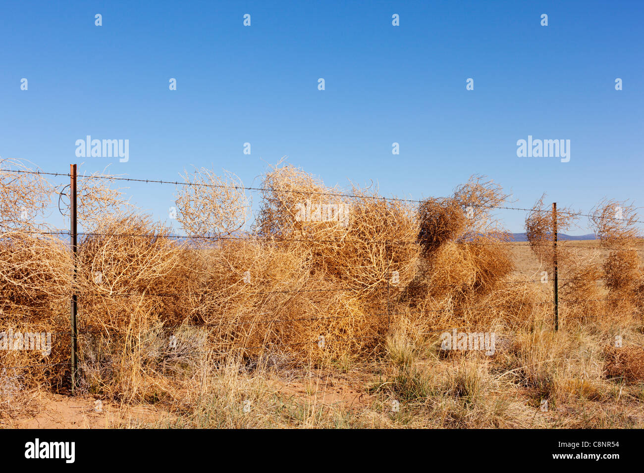 Tumbleweeds caught in a barbed wire fence, rural New Mexico. Stock Photo