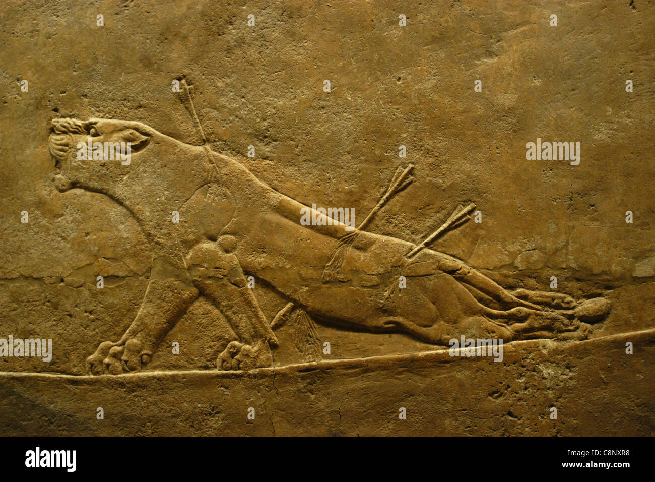 Assyrian relief of the Royal lion hunt of King Ashurbanipal seen at the British Museum in London, England, UK. Stock Photo