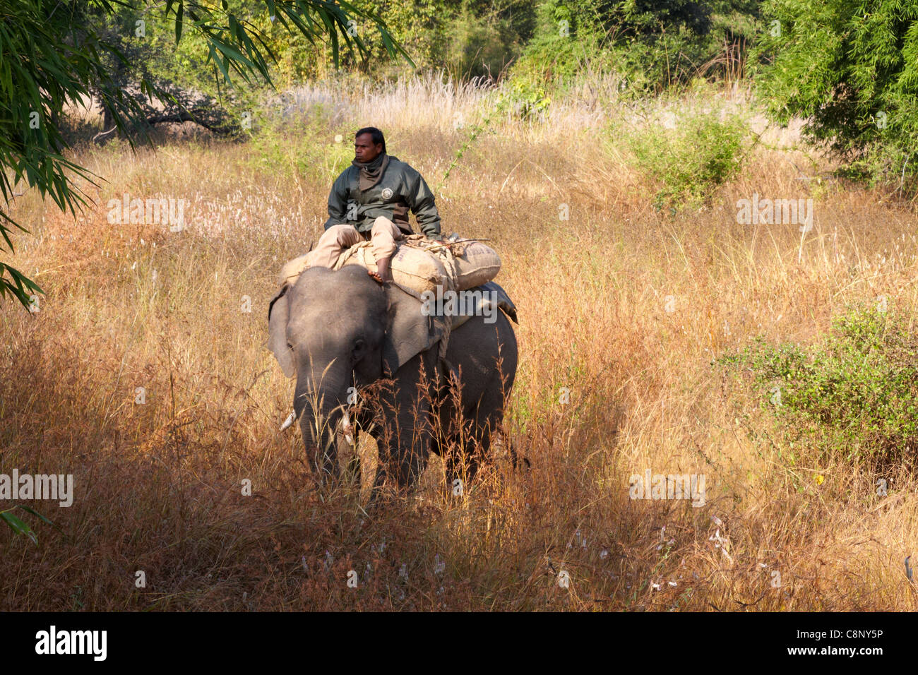 Park ranger on elephant, Bandhavgarh National Park, India Stock Photo